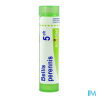 Bellis perennis 5ch tg b - La Grande Pharmacie