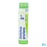 Dolichos prur 5ch tg b - La Grande Pharmacie