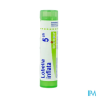 Lobelia inflata 5ch tg b - La Grande Pharmacie