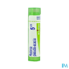 Robinia pseud ac 5ch tg b - La Grande Pharmacie