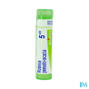 Robinia pseud ac 5ch tg b - La Grande Pharmacie