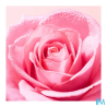 NUXE VERY ROSE BRUME TONIQ 200ML